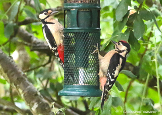 EURASIAN BLACKCAP (M)
